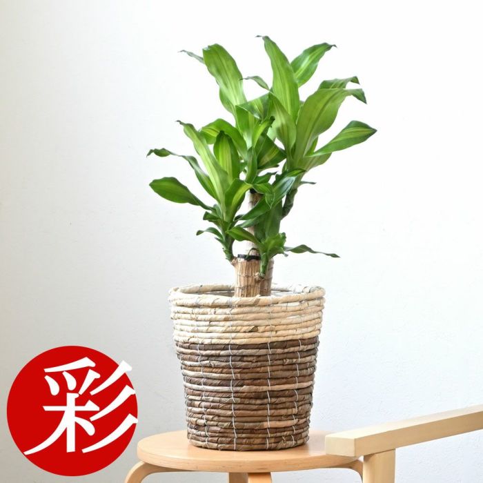 観葉植物 通販 幸福の木　6号鉢 鉢カバー付 KM039007