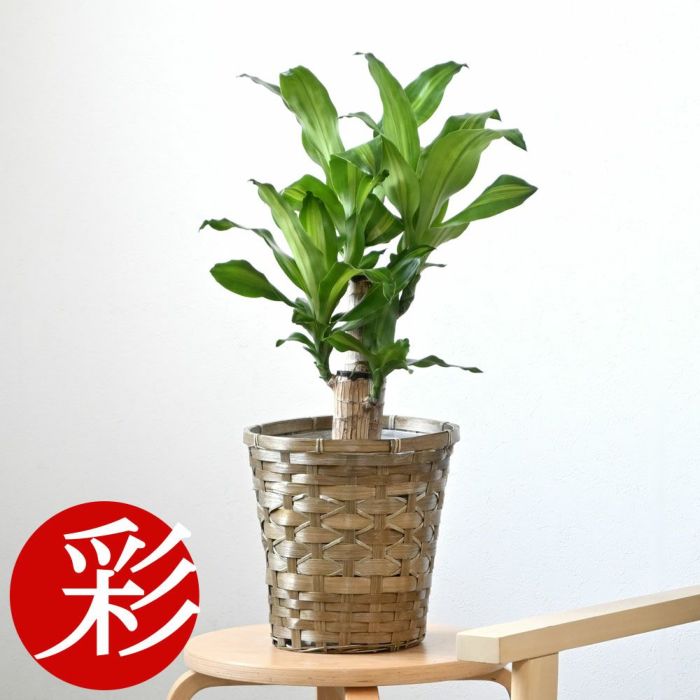 観葉植物 通販 幸福の木　6号鉢 鉢カバー付 KM039007