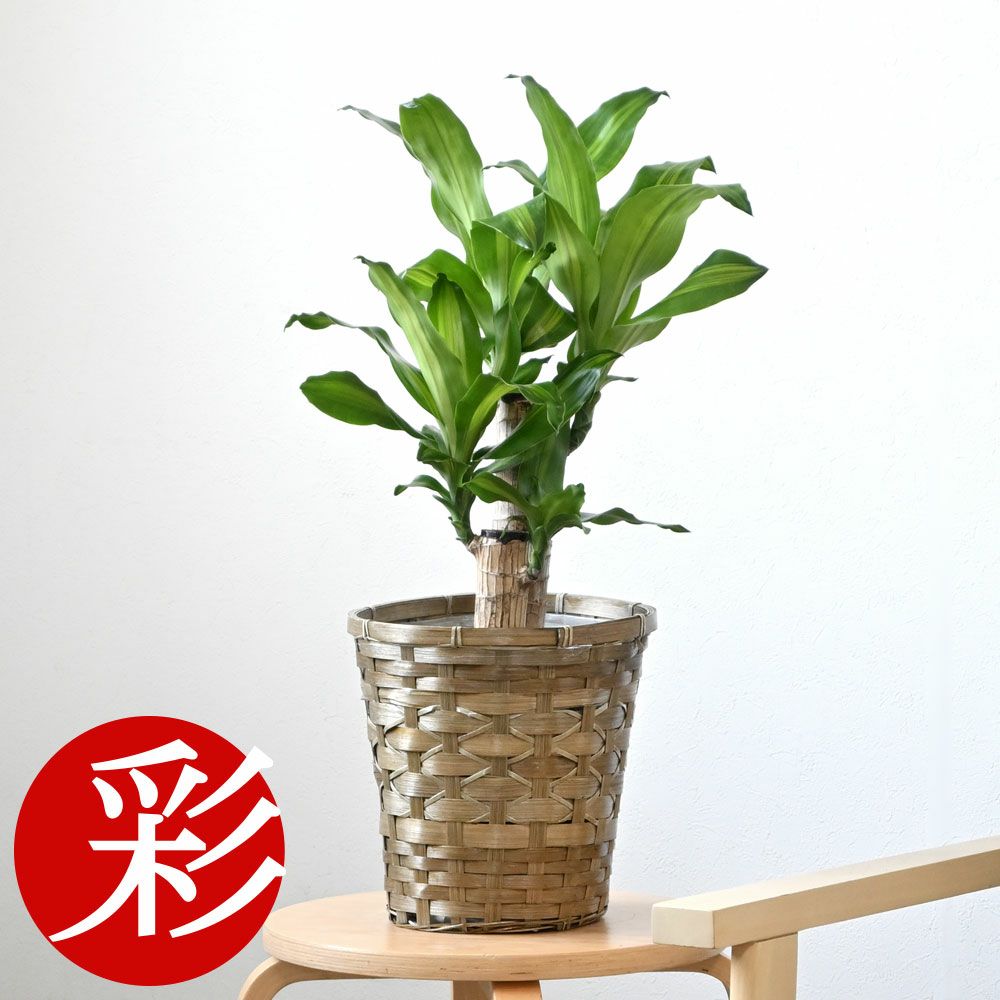 観葉植物 通販 幸福の木　6号鉢 鉢カバー付 KM039007