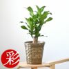 観葉植物 通販 幸福の木　6号鉢 鉢カバー付 KM039007