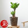 観葉植物 通販 幸福の木　6号鉢 鉢カバー付 KM039007