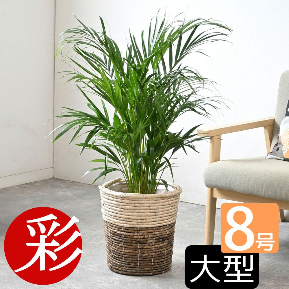 観葉植物 通販 アレカヤシ 8号鉢 鉢カバー付 KM060001