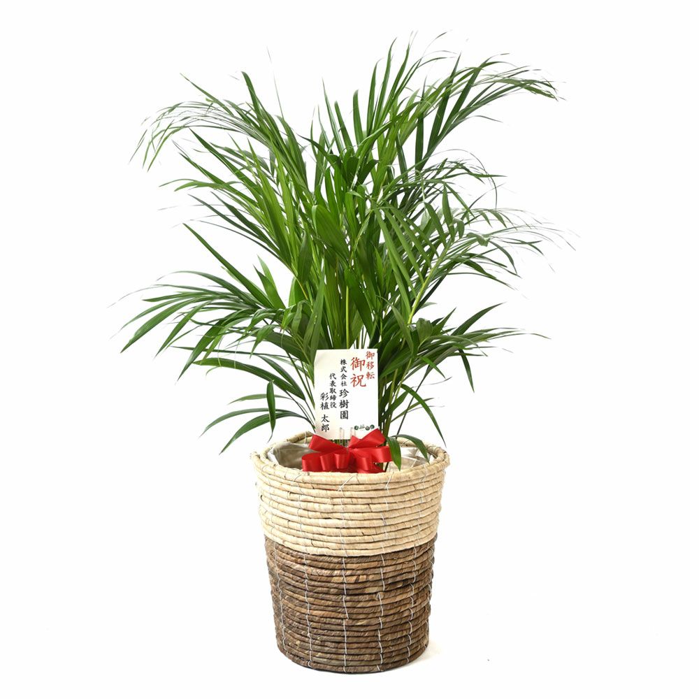 観葉植物 通販 アレカヤシ 8号鉢 鉢カバー付 KM060001