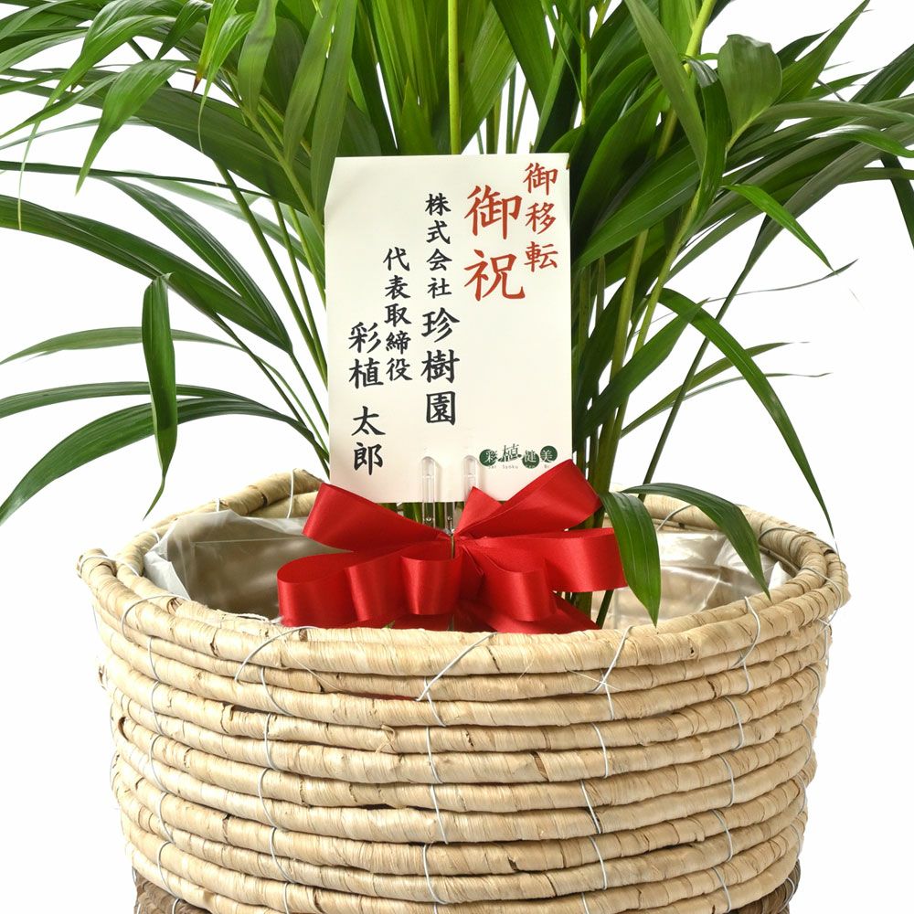観葉植物 通販 アレカヤシ 8号鉢 鉢カバー付 KM060001