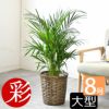 観葉植物 通販 アレカヤシ 8号鉢 鉢カバー付 KM060001