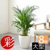 観葉植物 通販 アレカヤシ 8号鉢 鉢カバー付 KM060001