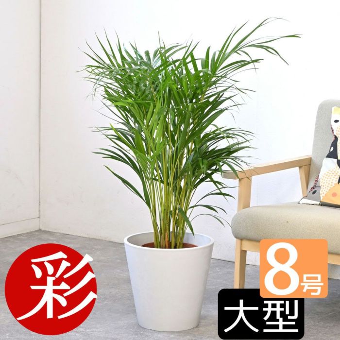 観葉植物 通販 アレカヤシ 8号鉢 鉢カバー付 KM060001