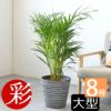 観葉植物 通販 アレカヤシ 8号鉢 鉢カバー付 KM060001