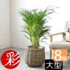 観葉植物 通販 アレカヤシ 8号鉢 鉢カバー付 KM060001