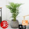 観葉植物 通販 アレカヤシ 8号鉢 鉢カバー付 KM060001