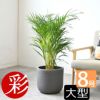 観葉植物 通販 アレカヤシ 8号鉢 鉢カバー付 KM060001