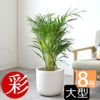 観葉植物 通販 アレカヤシ 8号鉢 鉢カバー付 KM060001