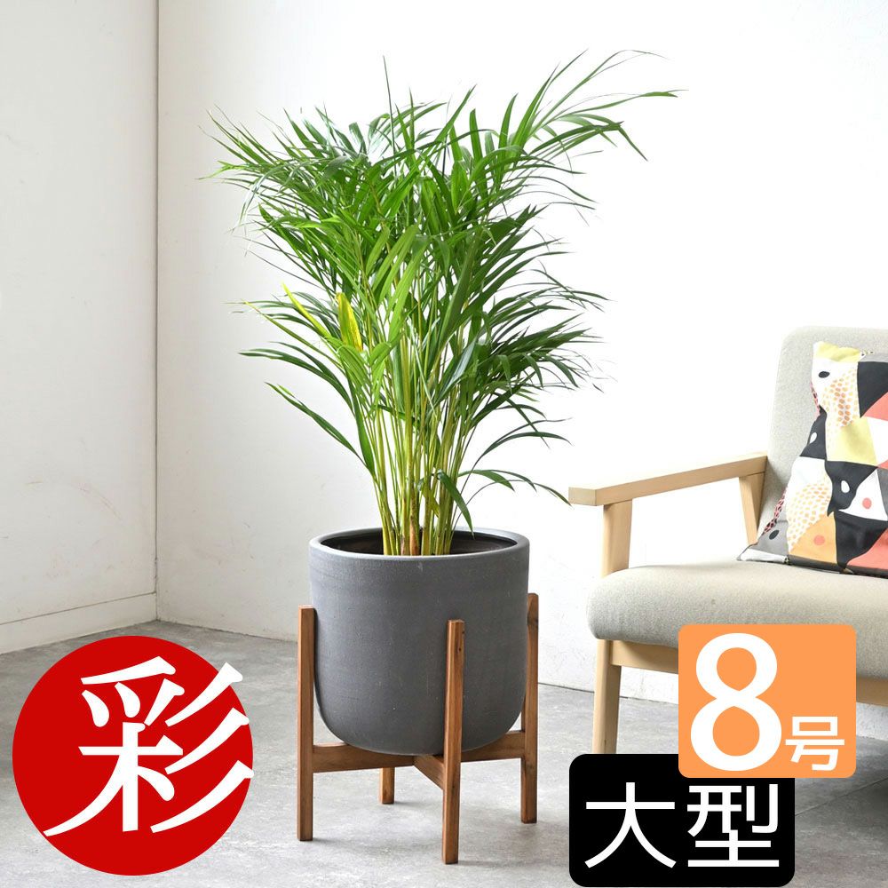 観葉植物 通販 アレカヤシ 8号鉢 鉢カバー付 KM060001