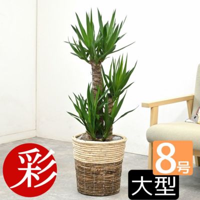 観葉植物 通販 ユッカ 8号鉢 鉢カバー付 KM060002