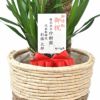 観葉植物 通販 ユッカ 8号鉢 鉢カバー付 KM060002