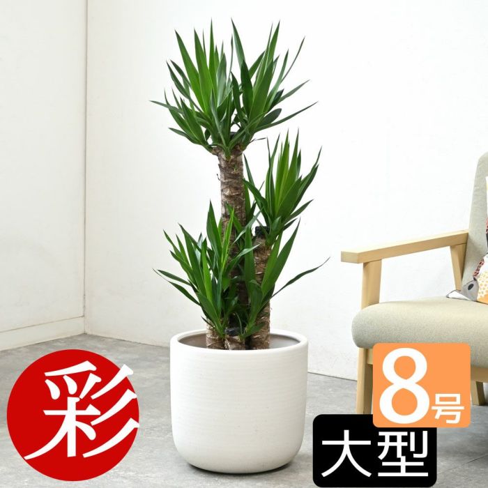観葉植物 通販 ユッカ 8号鉢 鉢カバー付 KM060002