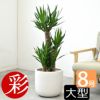 観葉植物 通販 ユッカ 8号鉢 鉢カバー付 KM060002