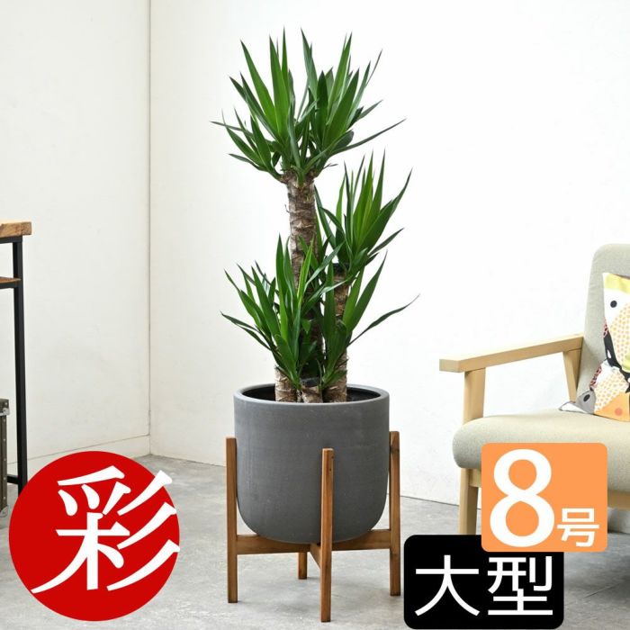 観葉植物 通販 ユッカ 8号鉢 鉢カバー付 KM060002