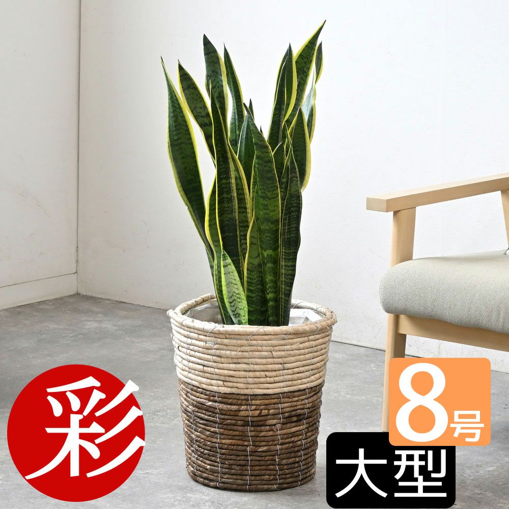 観葉植物 通販 サンセベリア(サンスベリア) ・ローレンティー 8号鉢 鉢カバー付 KM060003