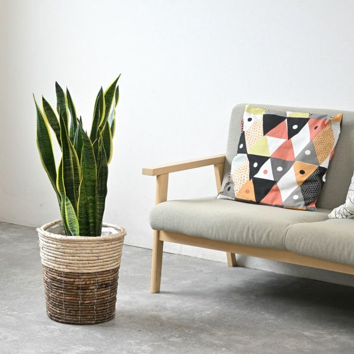 観葉植物 通販 サンセベリア(サンスベリア) ・ローレンティー 8号鉢 鉢カバー付 KM060003