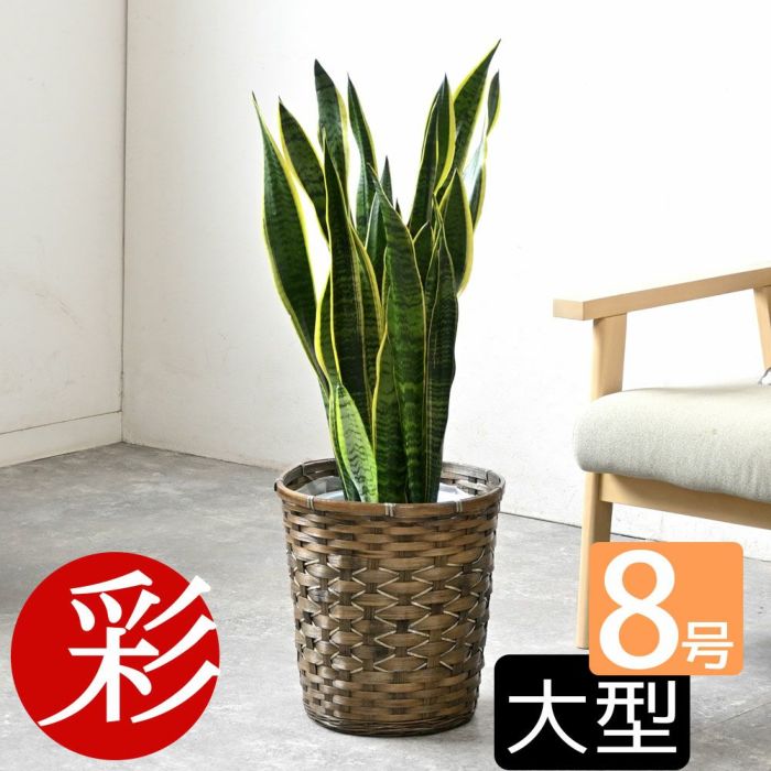 観葉植物 通販 サンセベリア(サンスベリア) ・ローレンティー 8号鉢 鉢カバー付 KM060003