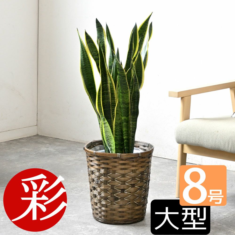観葉植物 通販 サンセベリア(サンスベリア) ・ローレンティー 8号鉢 鉢カバー付 KM060003