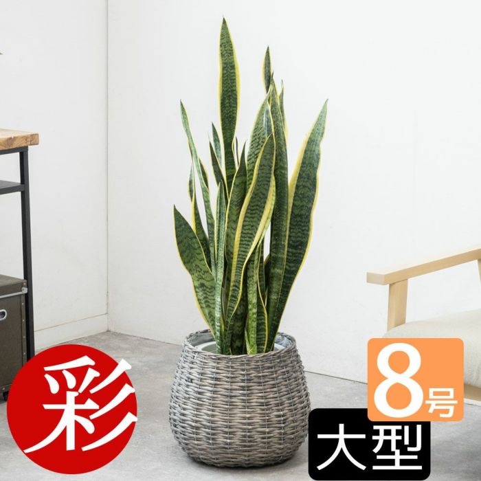 観葉植物 通販 サンセベリア(サンスベリア) ・ローレンティー 8号鉢 鉢カバー付 KM060003