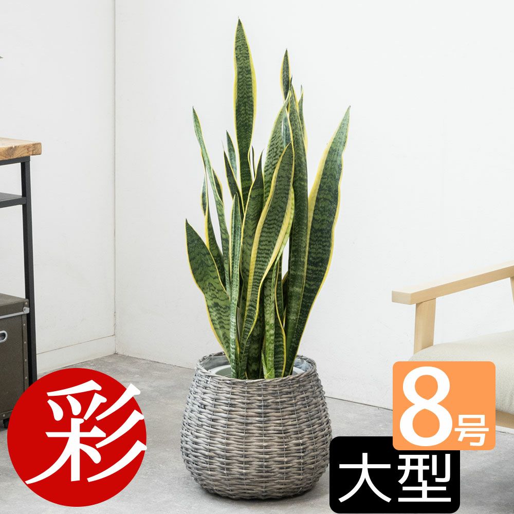 観葉植物 通販 サンセベリア(サンスベリア) ・ローレンティー 8号鉢 鉢カバー付 KM060003