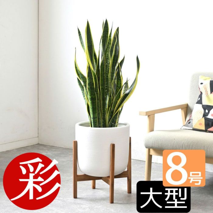 観葉植物 通販 サンセベリア(サンスベリア) ・ローレンティー 8号鉢 鉢カバー付 KM060003