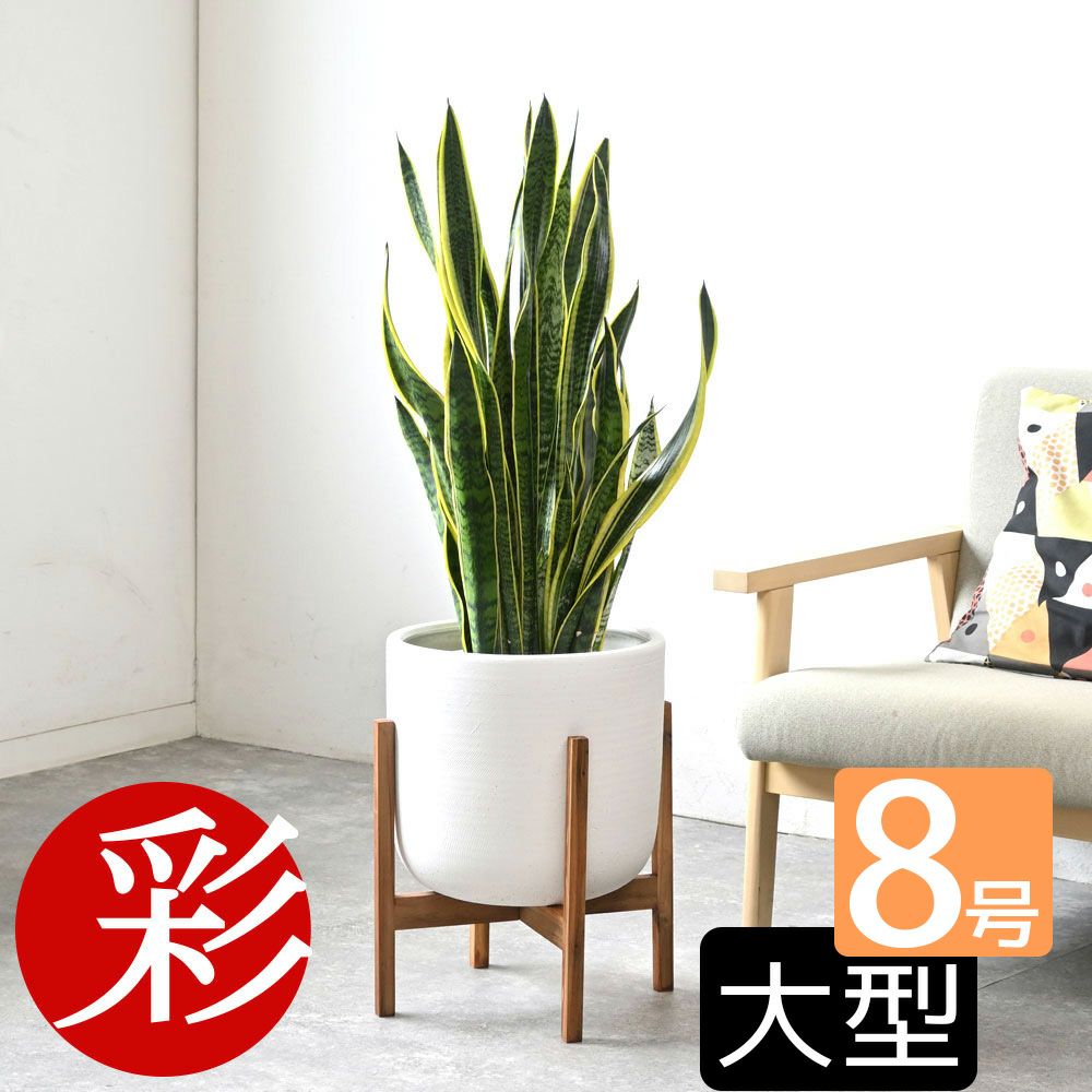 観葉植物 通販 サンセベリア(サンスベリア) ・ローレンティー 8号鉢 鉢カバー付 KM060003