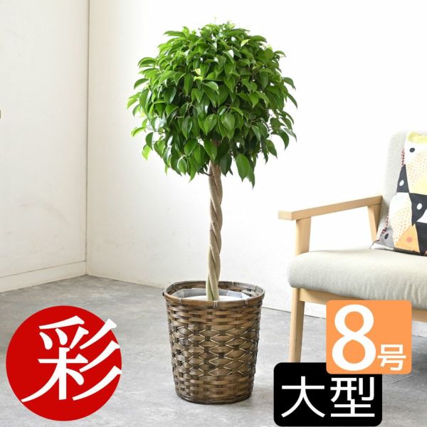 大特価！希少！ベンジャミン　レジナルド　苗　苗木　観葉植物　8号鉢　3株植え 大特価！希少！ベンジャミン レジナルド 苗 苗木 観葉植物 8号鉢