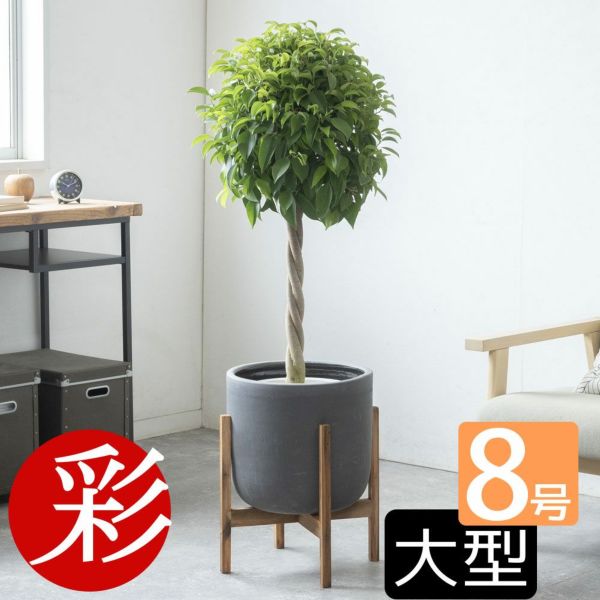 観葉植物 茶色の鉢付き  ベンジャミン ベンジャミン（ベンジャミナ）8号鉢 鉢カバー付 観葉植物 本物