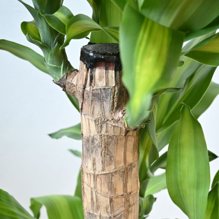 観葉植物 通販 幸福の木  ドラセナ・マッサンゲアナ  8号鉢 鉢カバー付 KM070002