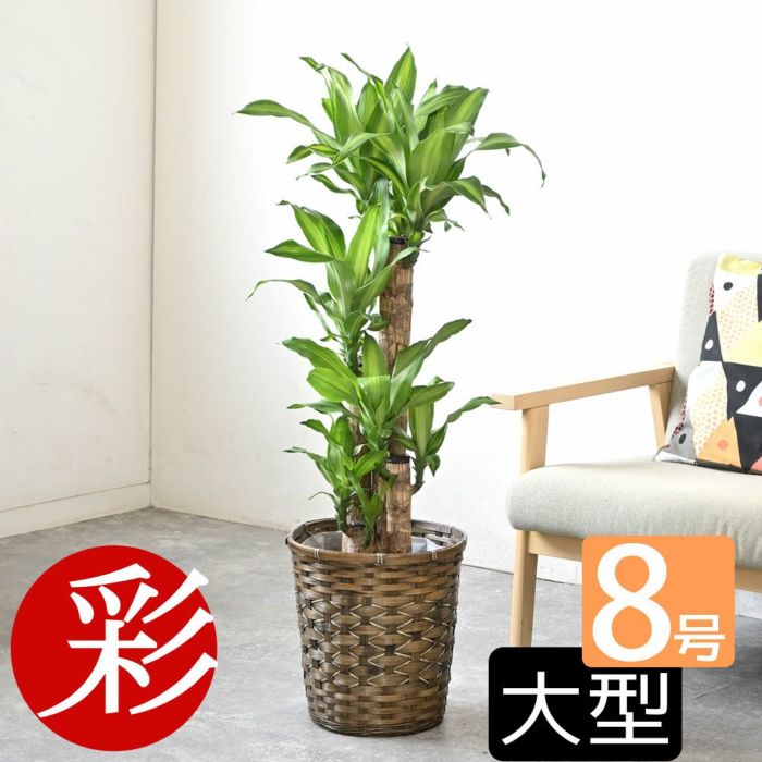 観葉植物 通販 幸福の木  ドラセナ・マッサンゲアナ  8号鉢 鉢カバー付 KM070002
