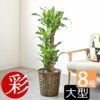 観葉植物 通販 幸福の木  ドラセナ・マッサンゲアナ  8号鉢 鉢カバー付 KM070002