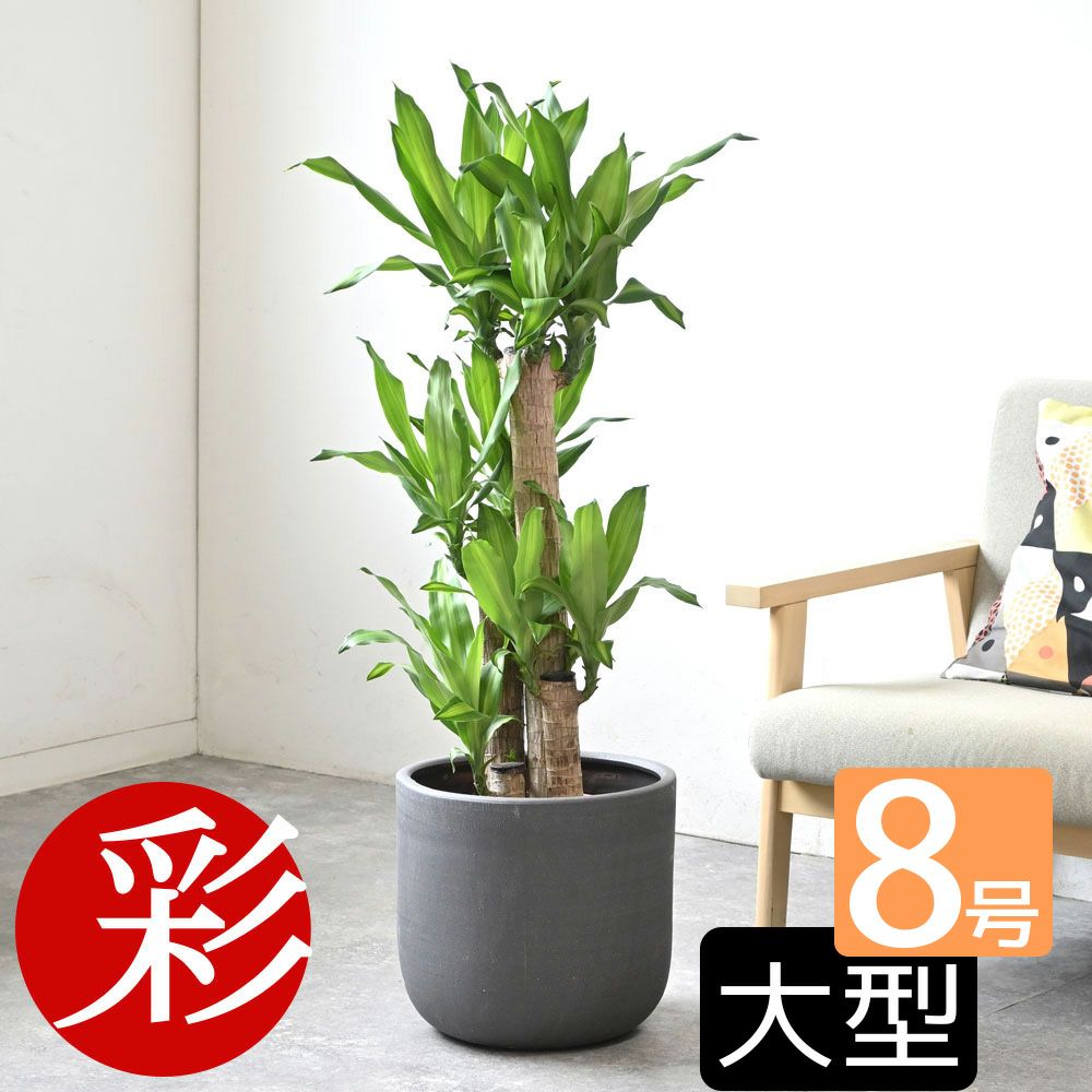 観葉植物 通販 幸福の木  ドラセナ・マッサンゲアナ  8号鉢 鉢カバー付 KM070002