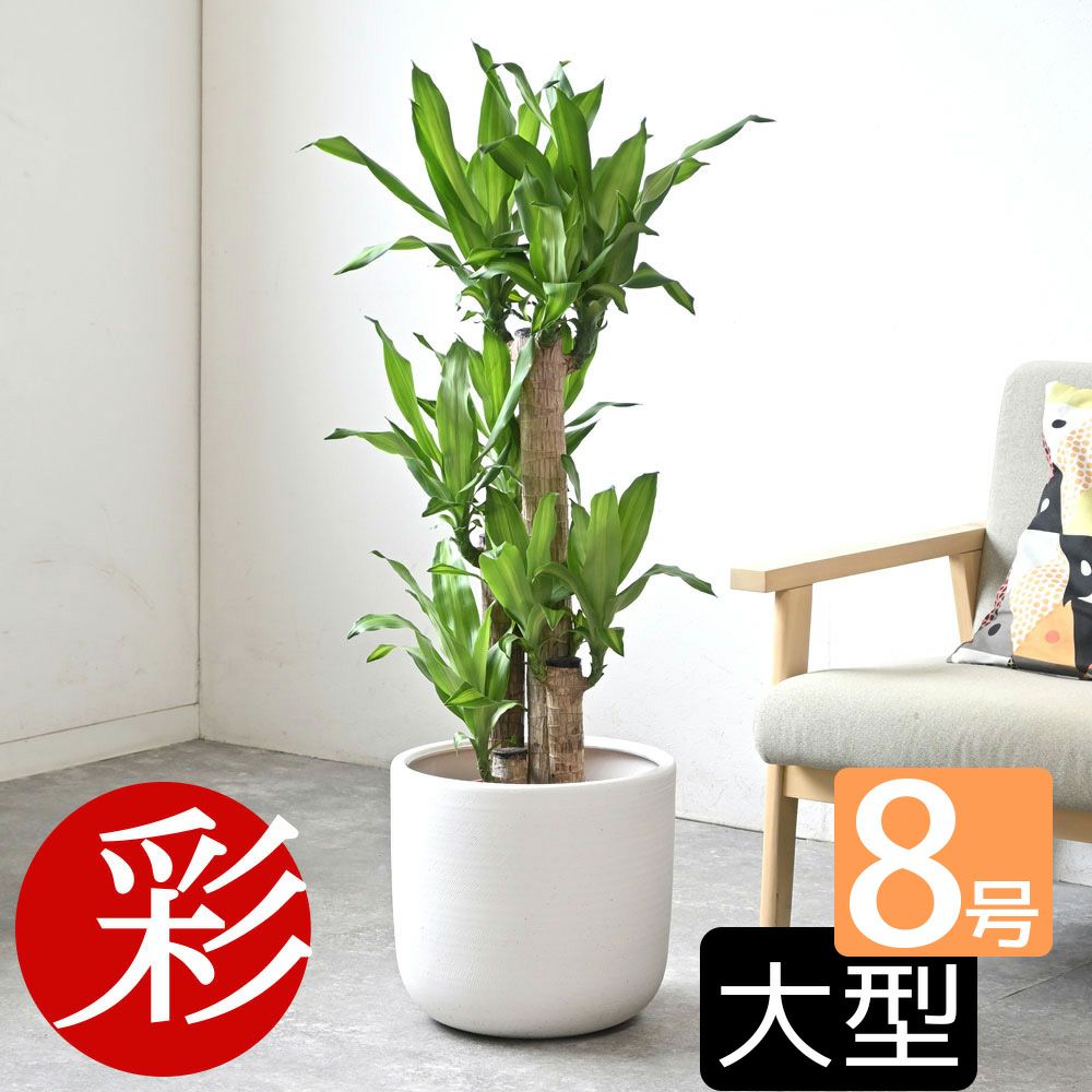 観葉植物 通販 幸福の木  ドラセナ・マッサンゲアナ  8号鉢 鉢カバー付 KM070002