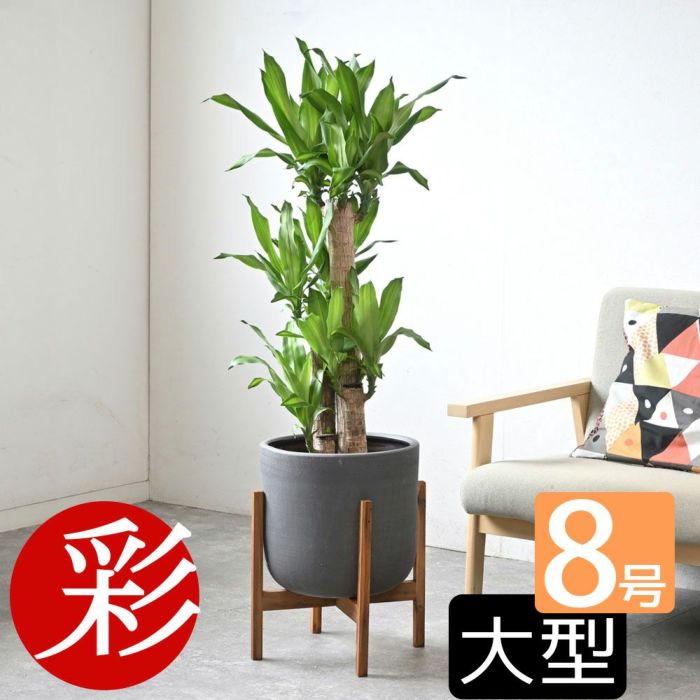 観葉植物 通販 幸福の木  ドラセナ・マッサンゲアナ  8号鉢 鉢カバー付 KM070002