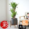 観葉植物 通販 幸福の木  ドラセナ・マッサンゲアナ  8号鉢 鉢カバー付 KM070002