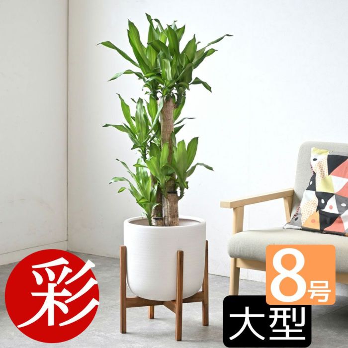 観葉植物 通販 幸福の木  ドラセナ・マッサンゲアナ  8号鉢 鉢カバー付 KM070002