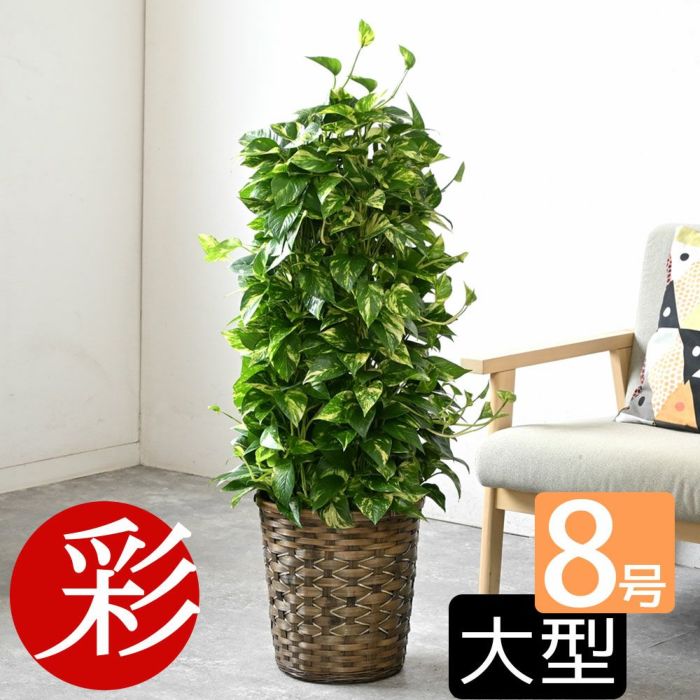 観葉植物 通販 ポトス・タワー仕立て 8号鉢 鉢カバー付 KM070003