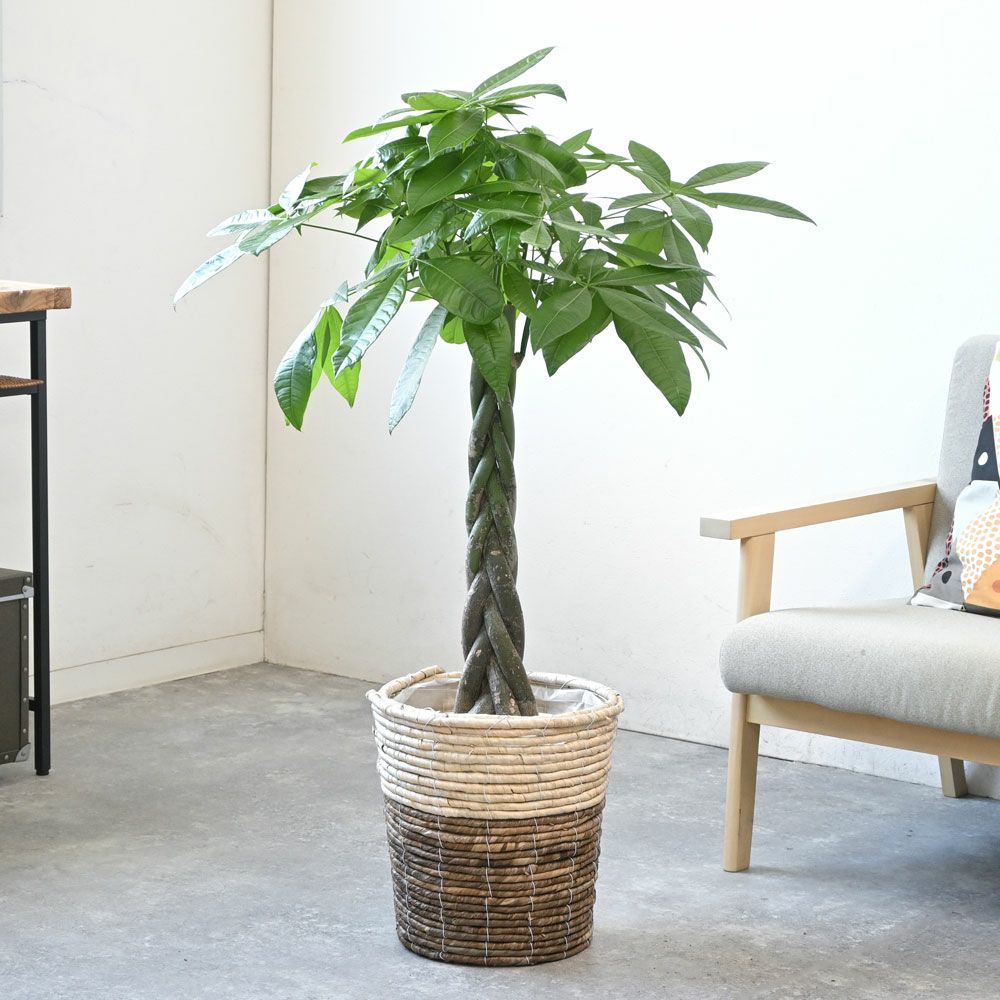 【パキラ】８号鉢 観葉植物【お届けエリア限定商品です】 パキラ】8号鉢 観葉植物【お届けエリア限定商品です】
