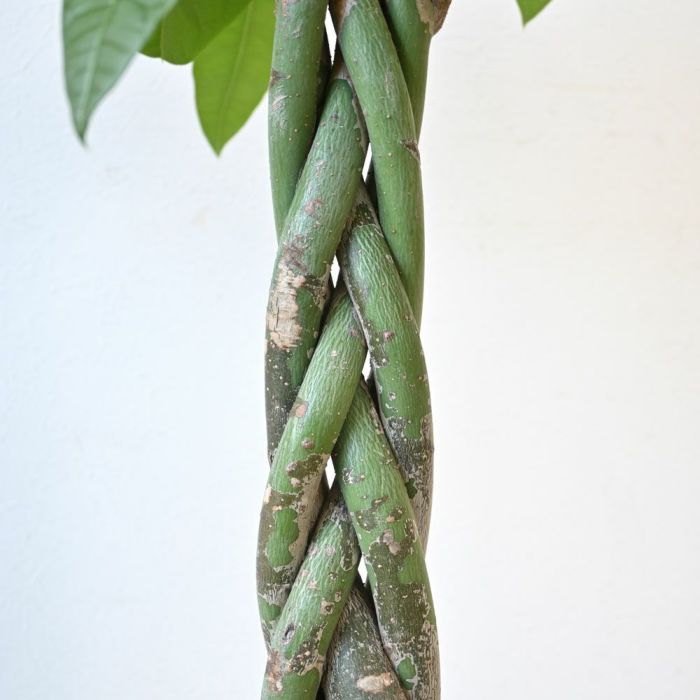 観葉植物 通販 パキラ 8号鉢 鉢カバー付 KM070005