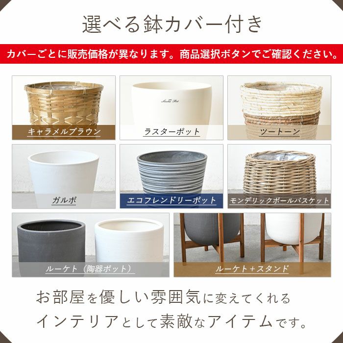 観葉植物 通販 パキラ 8号鉢 鉢カバー付 KM070005