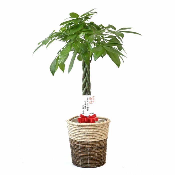 観葉植物 通販 パキラ 8号鉢 鉢カバー付 KM070005