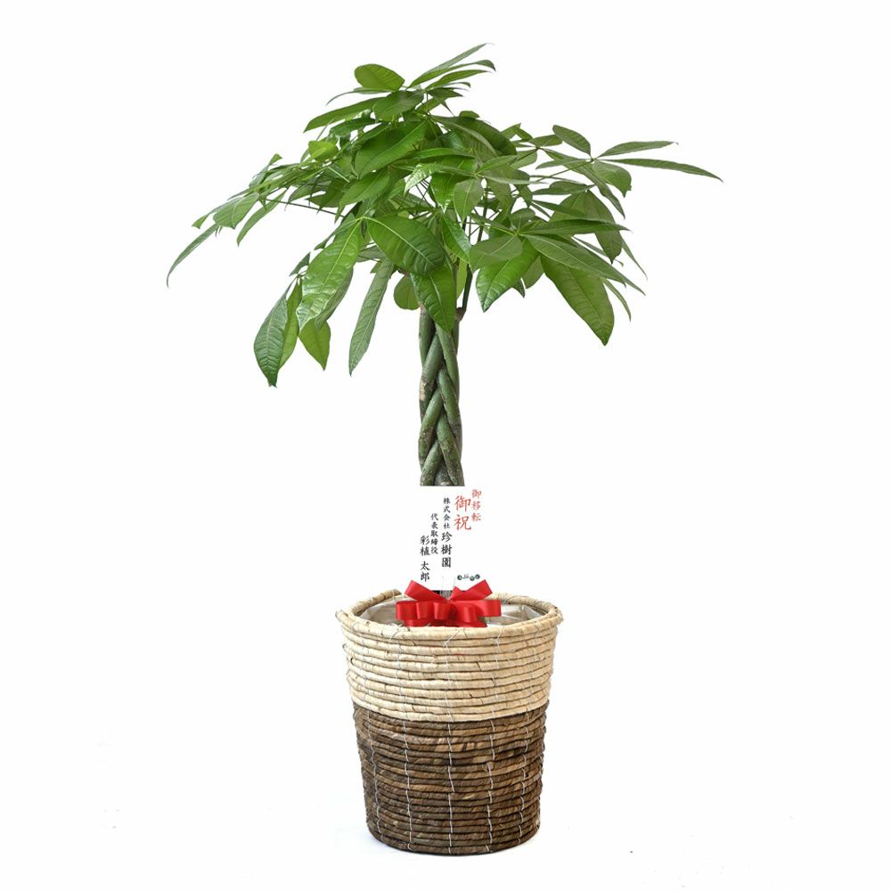 観葉植物 通販 パキラ 8号鉢 鉢カバー付 KM070005