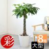 観葉植物 通販 パキラ 8号鉢 鉢カバー付 KM070005