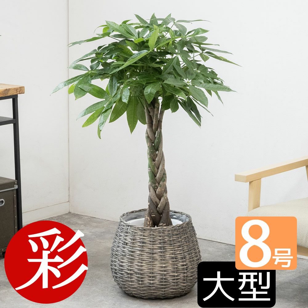 観葉植物 通販 パキラ 8号鉢 鉢カバー付 KM070005