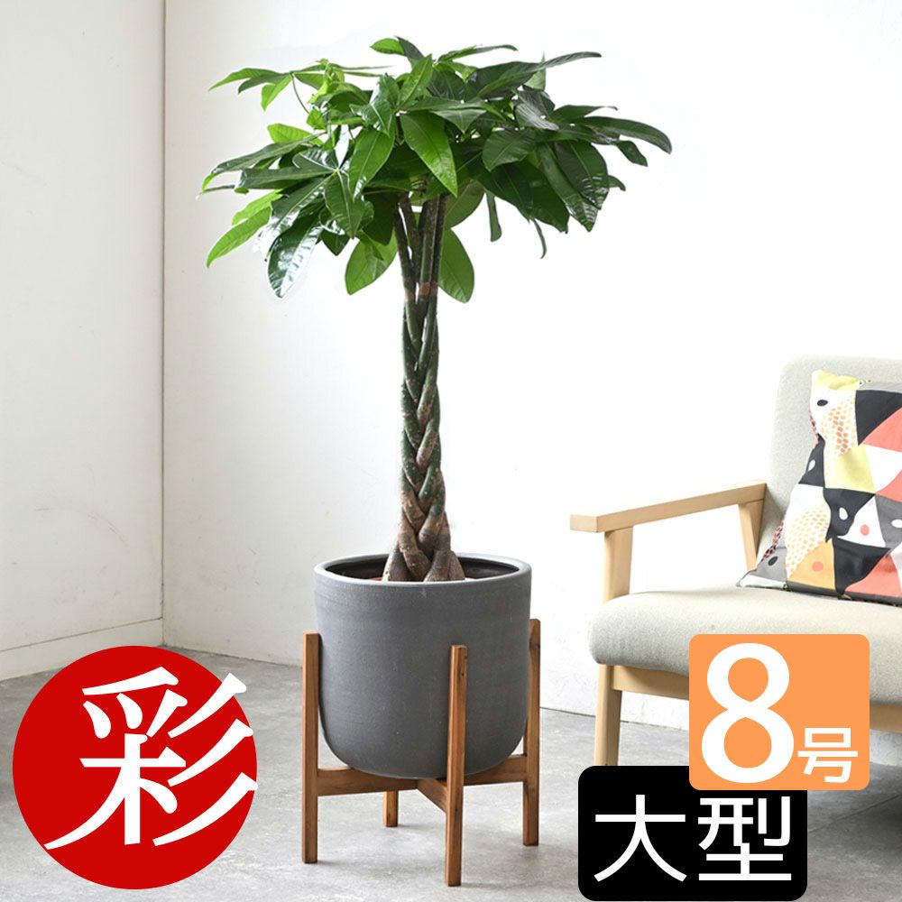 観葉植物 通販 パキラ 8号鉢 鉢カバー付 KM070005