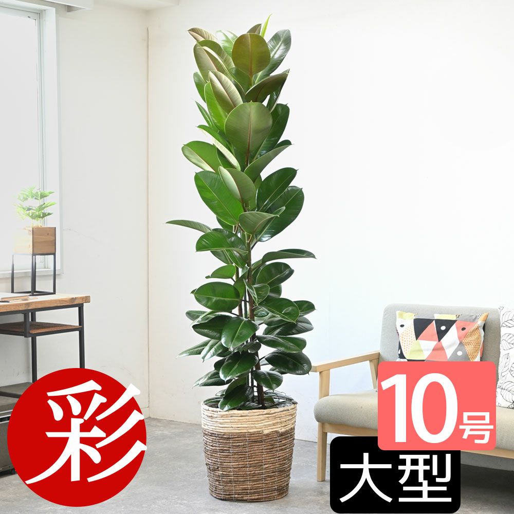 フィカス・ロブスター（ゴムノキ） 10号鉢 選べる鉢カバー付き 観葉植物